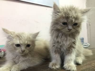 Persian kittens pair available for sale