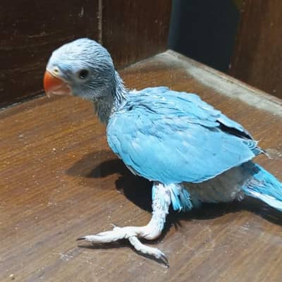 blue Ringneck mithu baby chick