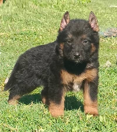German shepherd Pair | Puppy | GSD | Dog for sale | Long coat