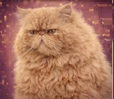 peki piki peky adult male