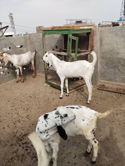 Nagra /breedar/kajla/females/with baby