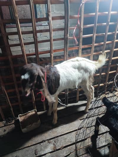 BEST FOR QURBANI ANDU BAKRA  GENUINE MUNDA