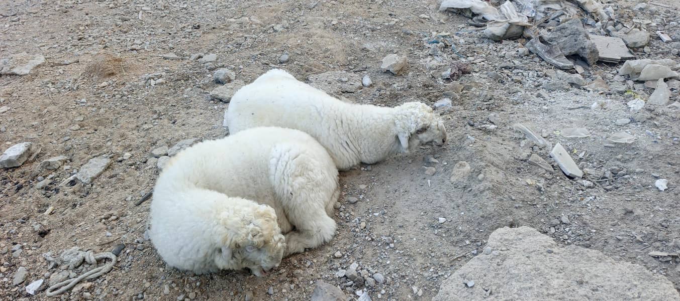 sheep pair 1