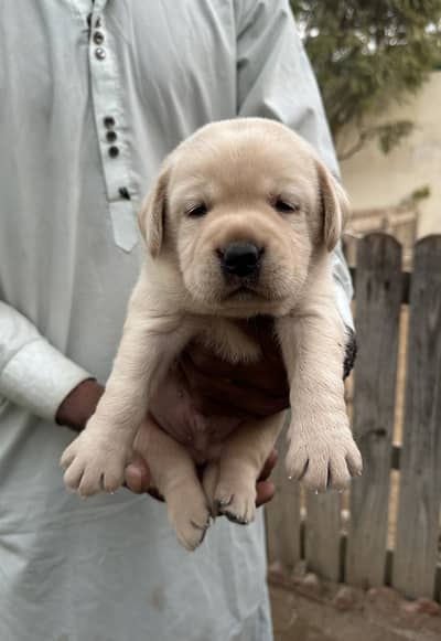 Labrador Puppy (KCP Pedigree)