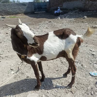 desi bakri+2 bachy narr
