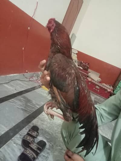 Asel mianwali laka pata for sell