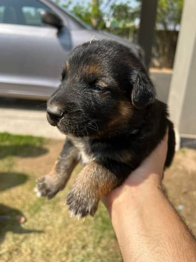 German shepherd cross bhagyari
