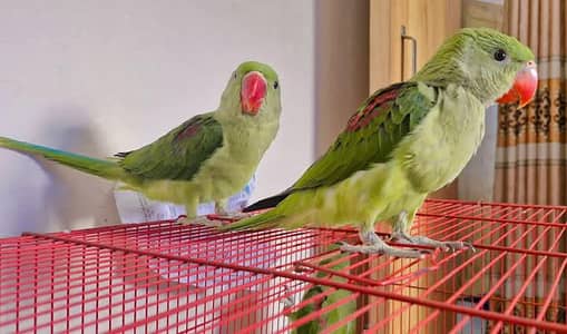 Kashmiri Raw Chicks Male Female