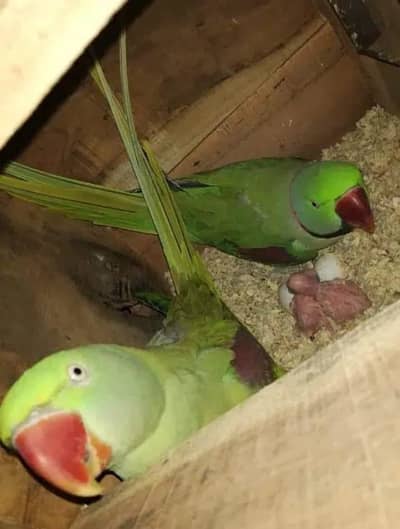 Raw breeding  pair available healthy active nail tail all ok