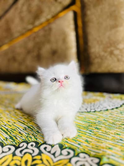 Persian Kittens Extreme Punch Face