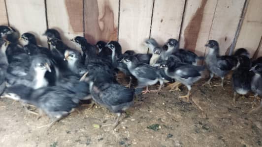 Pure black austrlorp chicks for sale.