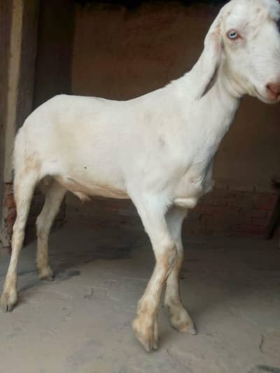 Bakra argent for sale number 03 24, 63, 41, 6 80