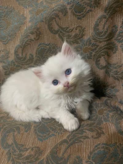 persian kitten triples  coat white colour