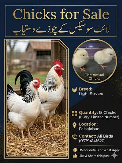 sussex breed chix