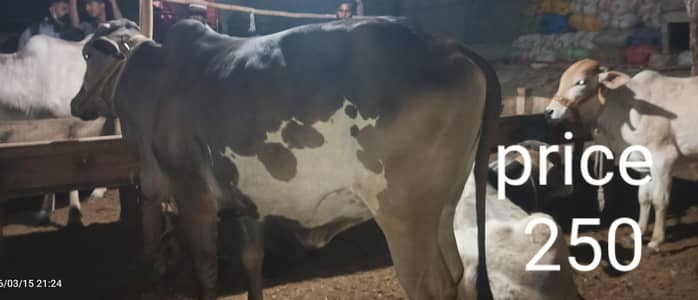 All bachri for sale all 2 dant hai contact number 03012129141