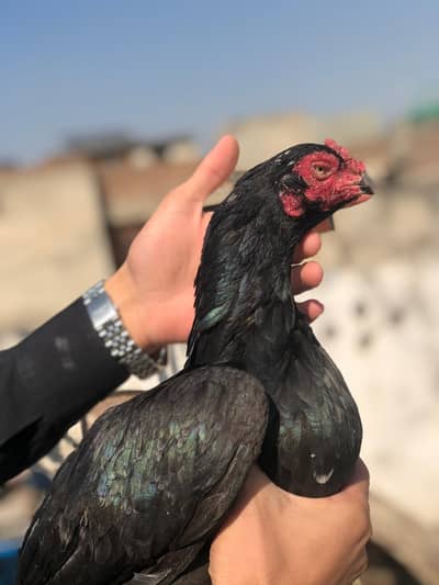 aseel Mushki Lasani Maadi