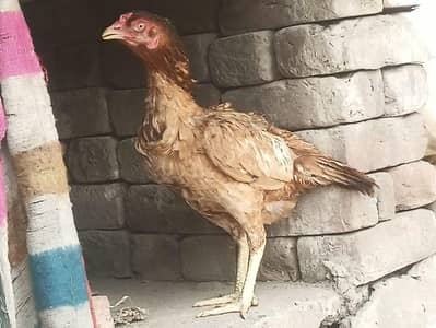 aseel hen for sale