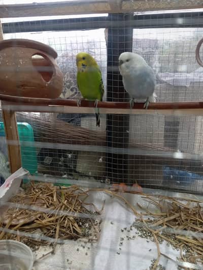 Budgies Breeder Piar for Sale