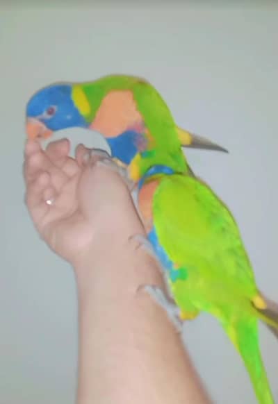 lories tamed pair 03156376925