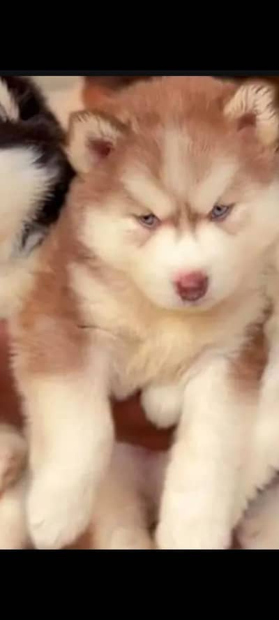 husky