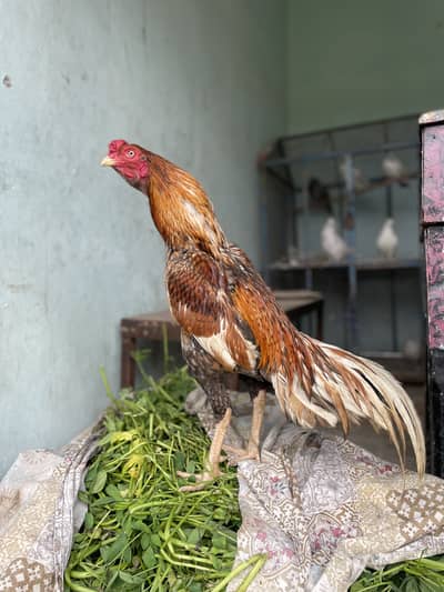 Aseel mian wali patha for sale