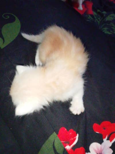 age 25days and 3 cat  onile 5000 par cat