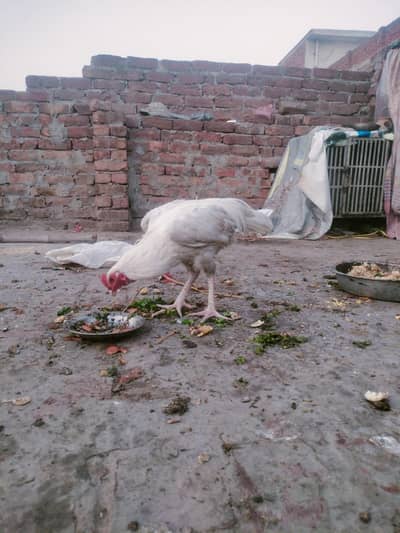 pure heera paper white top quality chicks 03482727920