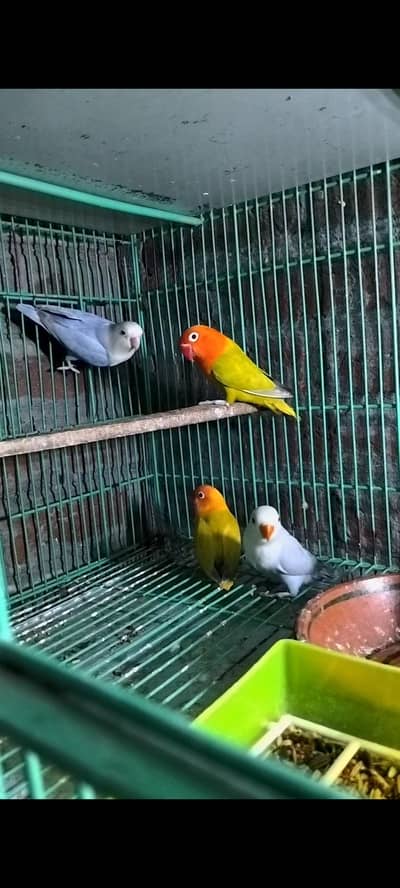 Dilute opline pair baredr. watsp. 0312.77. 31.887. . .