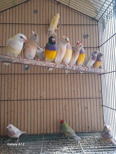 Gouldian finch adult pair and patthy /blue/split blue /exii