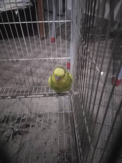 Australian Parrots breeder pair for sale