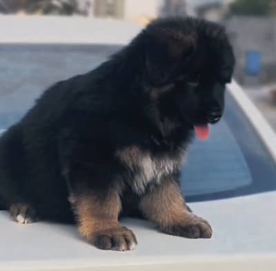 German shepherds long hair pedigree puppies available
