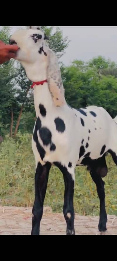 desi bakra qurbani lgta hy2 dant0325. . . 3211. . . 241