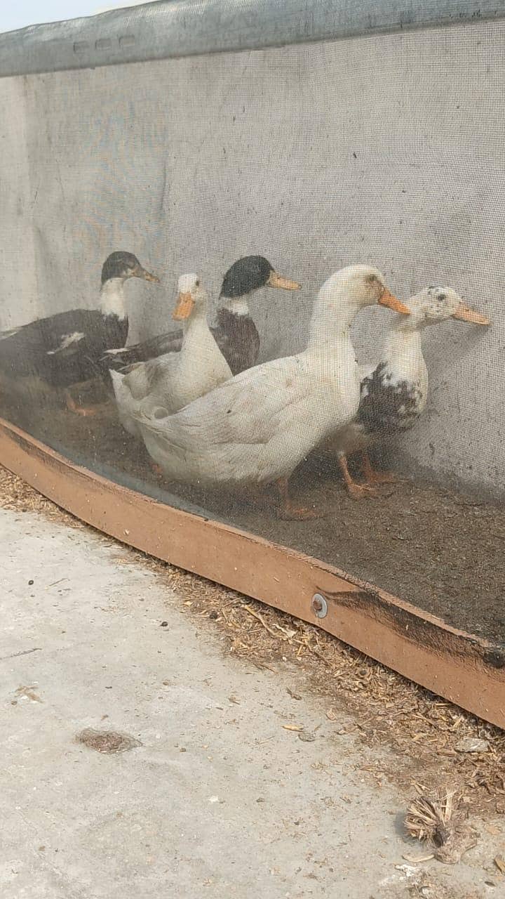 Ducks 0