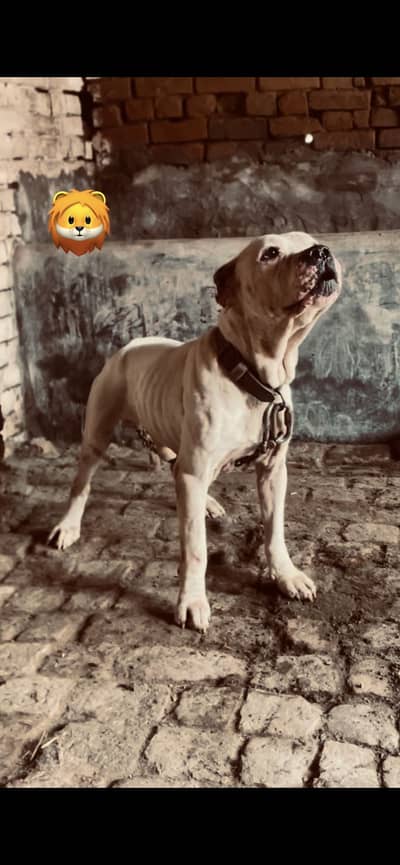 American bully male confirm stud active male bs thura sah weak a