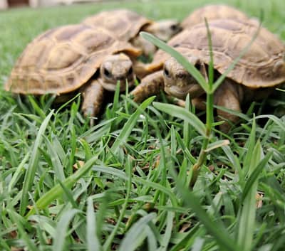 tortoise baby