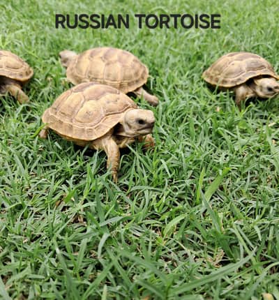 tortoise baby