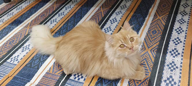 Pure persion cat with triple coat golden color with full tamed
