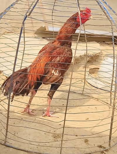 for mare detail come o. watsapp