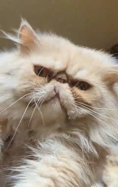 Piky Cat only meeting