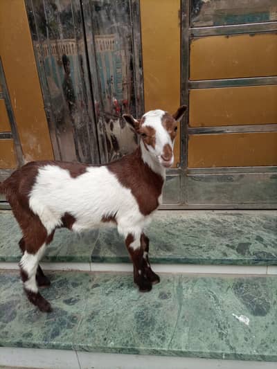 Lal Pandi Teddy Female 6 Months