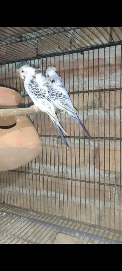 tcb under exhibition pair