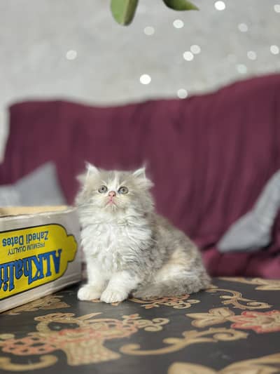 Persian Kitten