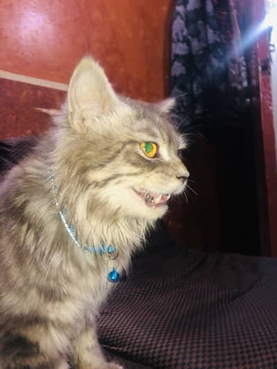 Parsian male cat full frendly toilet trained 