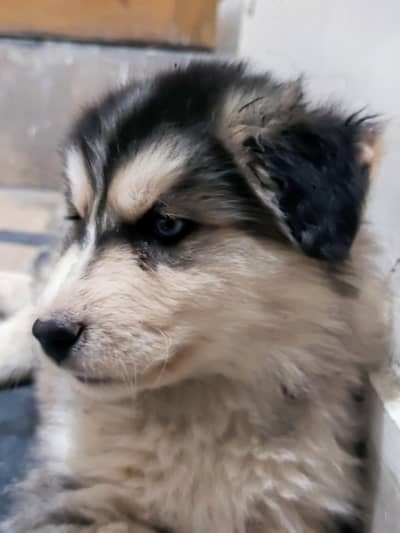 Husky puppy