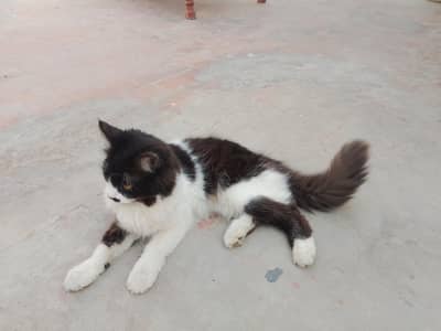 Persian cat