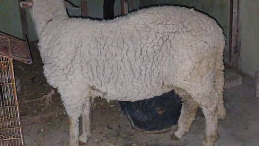 Marino Long tail sheep