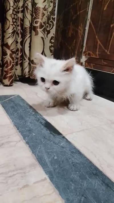 white beautiful Persian cat