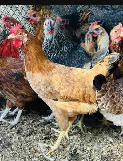 Desi murga and murgi