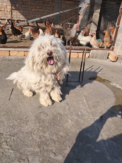 Exchange with german shepard female