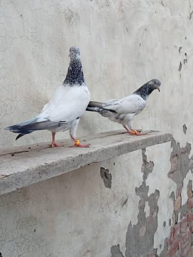 golden bacche for sale 03074975591